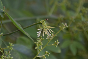 Zoom -Sophora du Japon de Montry