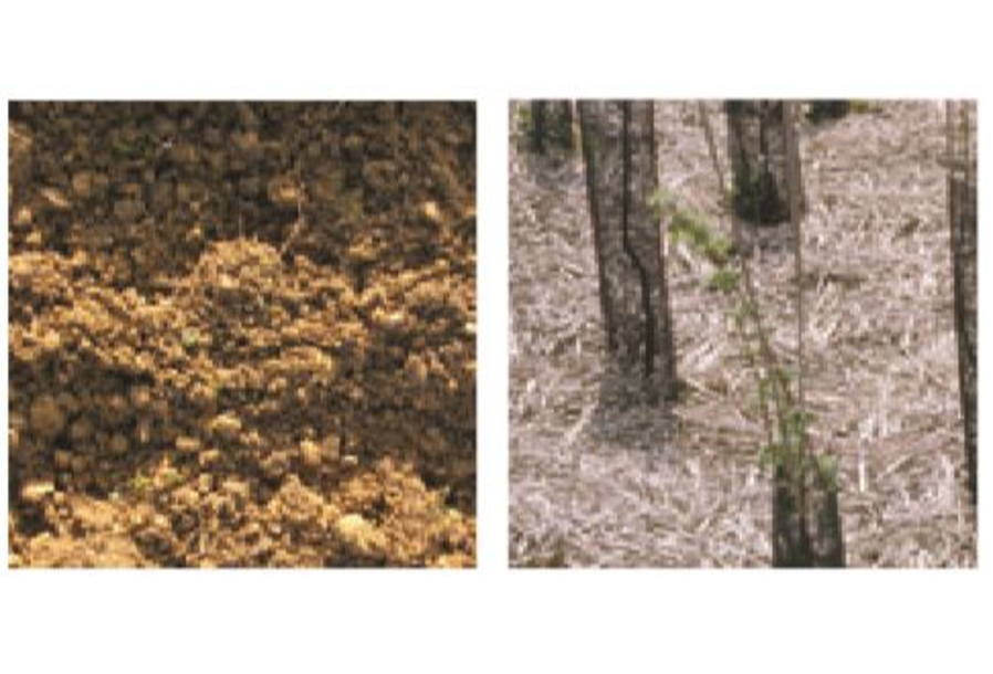 Préparation du sol - Paillage